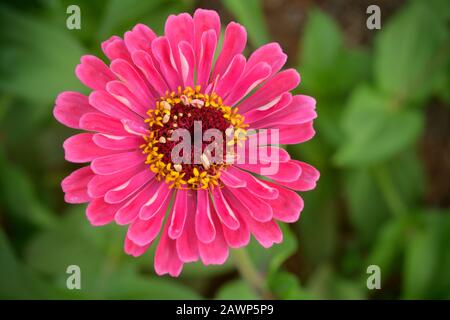 Zinnia elegans grandit dans le jardin de la maison. Banque D'Images