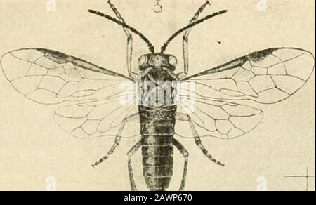 Insectes nuisibles de la ferme, jardin et verger . ace. L'oeuf est presque en forme de poire, blanc jaunâtre, long de l'aboutone-vingtième pouces, et le hache en sept à dix jours. Asmany comme vingt-quatre oeufs ont été observés dans une seule feuille, et souvent les feuilles sont si repérées que d'être facilement reconnues. La jeune larve est d'environ un douzième pouce de long, jaunâtre-blanc ou jaunâtre pâle-vert et bien couverte de tubercules d'épines, les thespins étant premier blanc et plus tard brun foncé. Le jeune larviefe(Ml sur les parties molles de la feuille, mais comme ils poussent tous les plus vieux mais themidrib et les plus grandes veines sont dévorés. Le tapis Banque D'Images