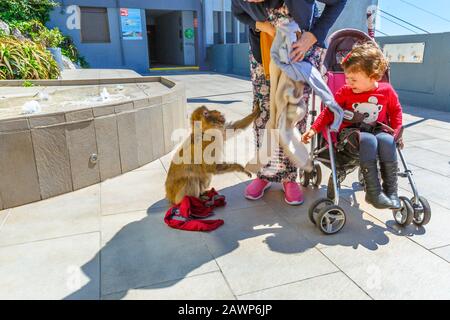 Gibraltar, Royaume-Uni - 24 avril 2016 : les singes sauvages de la Réserve naturelle d'Upper Rock, voler des aliments et des vêtements des touristes et des enfants Banque D'Images