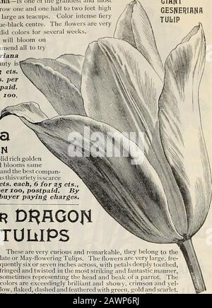 Nouveau guide floral : automne 1901 . TULIPES Parrot Ces TULIPES sont très curieuses et remarquables, elles appartiennent à des tulipes thlate ou May-Floraison. Les fleurs sont très grandes, fare-quente six ou sept pouces de travers, avec des pétales profondément dentés, bordés et tordus de la manière la plus frappante et fantastique, représentant parfois la tête et le bec d'un perroquet. Les thecolores sont extrêmement brillants et shozy, cramoisi et yel-bas, fusés, en pointillé et feathed avec vert, or et écarlate.Fine pour la literie et de planter parmi les shrubbéry. Ils cultivent des pouces de haut, et attirent toujours l'attention. Eai Belle Jaune : Une Profondeur Pure Banque D'Images