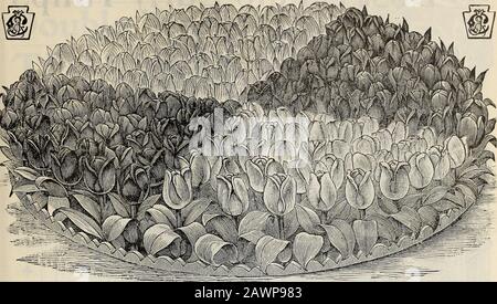 Nouveau guide floral : automne 1901 . Oxalis GRAND DUCHESSE New Floral Guide—automne, igoi. 13 Collections de tulipes pour lits.. LIT circulaire DE TULIPES POUR PLANTATION D'AUTOMNE les tulipes sont les plus shozy et beau de toutes les ampoules à fleurs de printemps. Aucune autre fleur ne peut égalier dans des couleurs brillantes et magnifiques ; elles sont entièrement rigides, n'ont pas besoin de protection, et sont absolues pour fleurir. Nos tulipes De Literie sont spécialement sélectionnés pour augmenter la même hauteur et la même floraison à sametime. Nous les avons en rose, blanc, cramoisi et jaune. Le lit illustré ci-dessus est de six pieds de diamètre et contient 156 tulipes plantées cinq inc Banque D'Images