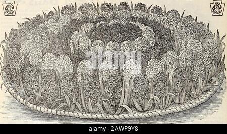 Nouveau guide floral : automne 1901 . 12 The Conard & Jones Company, West Grove, Pa. C^SMM HYACINTHES POUR LITS. Les hyacinthes doivent être plantées à l'automne, et sont estimés parmi les plus belles de toutes les ampoules Springflowing. Les pics de fleur sont si réguliers sous forme, Et les couleurs si lumineuses et distinctes, qu'il est facile de faire n'importe quel design que vous souhaitez flasher dans des couleurs brillantes à l'arrivée de Spring.Nos jacinthes Sélectionnés dans des couleurs distinctes sont largement utilisés à cette fin, car ils sont sûrs de fleurit de manière satisfaisante, et le prix est aussi bas que possible. Le lit circulaire illustré ci-dessus est un Banque D'Images