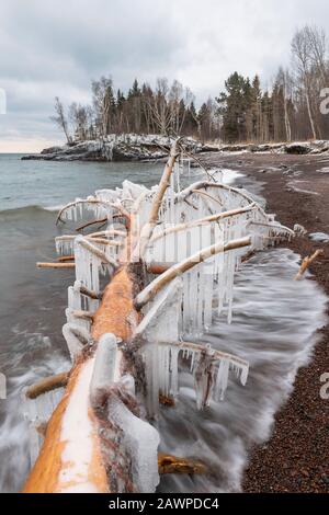 Arbre tombé recouvert de icicules. Lac supérieur à Iona's Beach SNA, janvier, MN, États-Unis, par Dominique Braud/Dembinsky photo Assoc Banque D'Images