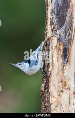 Nuthatch à poitrine blanche (Sitta carolinensis), descente du tronc d'arbre, E Amérique du Nord, par Dominique Braud/Dembinsky photo Assoc Banque D'Images