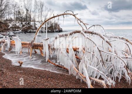 Arbre tombé recouvert de icicules. Lac supérieur à Iona's Beach SNA, janvier, MN, États-Unis, par Dominique Braud/Dembinsky photo Assoc Banque D'Images