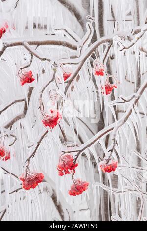 Les baies américaines de cendres de montagne (Sorbus americana) enfermées dans la glace, janvier, lac supérieur, comté de Cook, MN, États-Unis, par Dominique Braud/Dembinsky photo Asso Banque D'Images