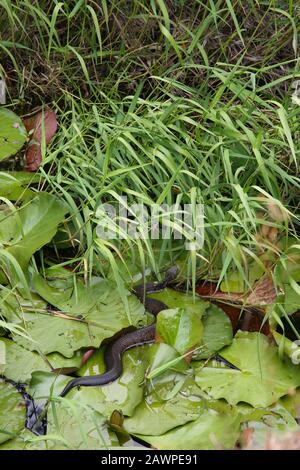 Florida Cottonmouth nageant à travers le marais (Agkistrodon piscivorus), Floride, États-Unis, par Dembinsky photo Assoc Banque D'Images