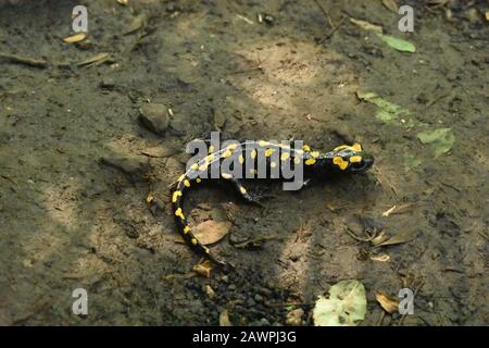 Salamandre en danger dans un parc national au nord d'Israël Banque D'Images