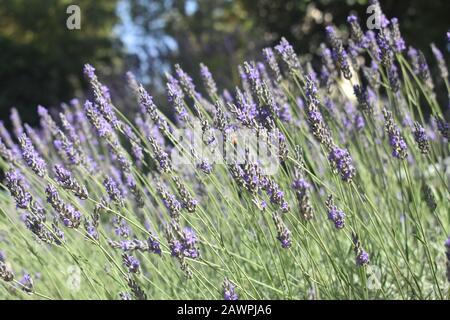Champ de lavande de Lavandula fleuri dans le cimetière du Mont-Herzl à Jérusalem Banque D'Images