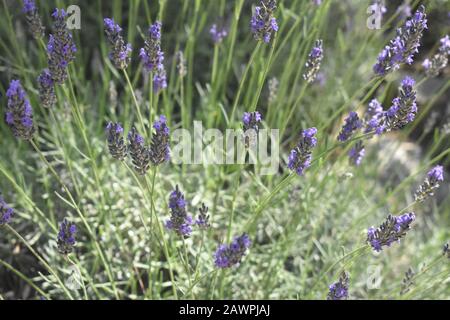 Champ de lavande de Lavandula fleuri dans le cimetière du Mont-Herzl à Jérusalem Banque D'Images