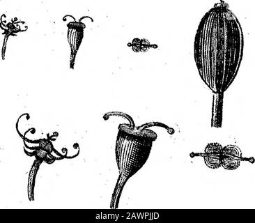 Description d'une plante Produisant Asa FoetidaIn une lettre de John Hope, MDFRSto Sir Joseph Banks, BartPRS. . Banque D'Images