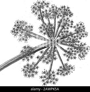 Description d'une plante Produisant Asa FoetidaIn une lettre de John Hope, MDFRSto Sir Joseph Banks, BartPRS. . Transf. PhMos. Vol. LXXV. Tahiti. P.$S.philtrans00591796. 4 Banque D'Images