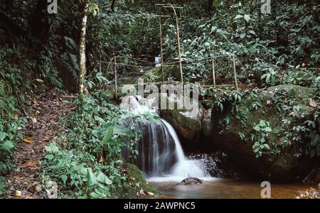 Passerelle en bois au-dessus d'un petit ruisseau dans la forêt du Costa Rica Banque D'Images