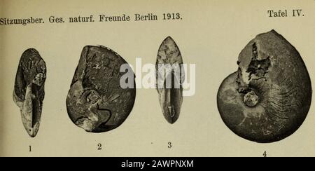 Sitzungsberichte der Gesellschaft Naturforschender Freunde zu Berlin . Banque D'Images