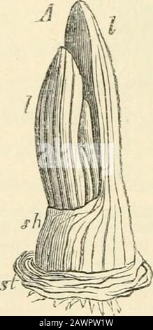 Texte-livre de botanique, morphologique et physiologique . ?vermes: A la tige bulbeuse vue de dessus, B vu de dessous, C du côté et cutthroujh dans le sens de la longueur ; FFF la ligne circulaire des cicatrices des feuilles cataphyllaires, k k k les corms qui t,frow dans leurs aisselles ; b la base de la fleur et de la tige foliaire décalées, de son côté (lik dans Q les années à venir bourgeon, à partir duquel une nouvelle corm et tige florale seront produites; D la section longitudinale à travers ce bourgeon, n « ses feuilles cataphyllaires, // feuilles-feuillage, h brat, / périanth, un anthères, k un bourgeon dans l'axil d'une feuille de feuillage. Pâle. Lorsque le phyllotaxis de suc Banque D'Images