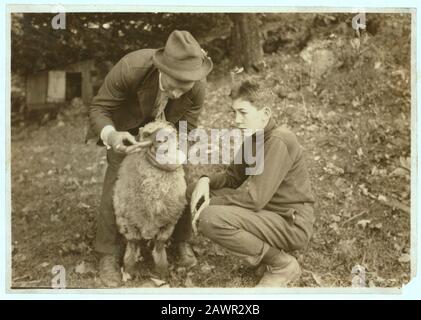 Forest Kellison, membre du Club 4 H traitant ses moutons pour des parasites internes sous la direction de Harold Willey, Agent du Bureau agricole. 250 de ces clubs garçons et filles dans le comté. (Voir Photo N° Banque D'Images