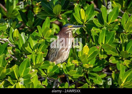 Heron vert adulte (Butorides virescens) perché dans les mangroves Florida Keys, Floride USA Banque D'Images