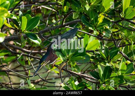 Heron vert adulte (Butorides virescens) perché dans les mangroves Florida Keys, Floride USA Banque D'Images