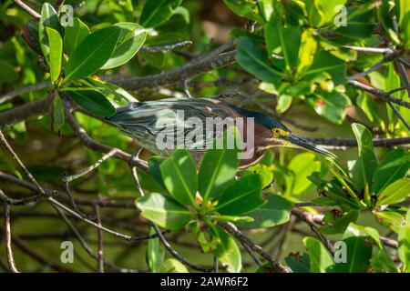 Heron vert adulte (Butorides virescens) perché dans les mangroves Florida Keys, Floride USA Banque D'Images