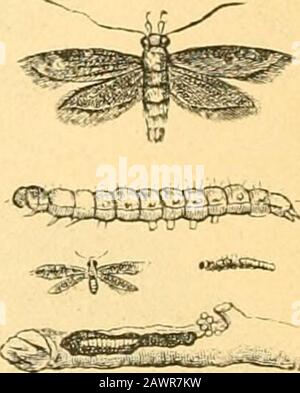 Rapport de l'Entomologiste d'État sur les insectes nuisibles et bénéfiques de l'état de l'Illinois . Fig. 5. Banque D'Images