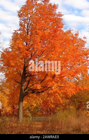 Plan vertical d'un arbre avec des feuilles d'automne orange sous un ciel nuageux Banque D'Images