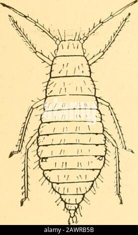 Rapport de l'Entomologiste d'État sur les insectes nuisibles et bénéfiques de l'état de l'Illinois . Fi ?. 1. Banque D'Images
