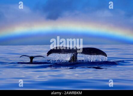 Les baleines à bosse de mère et de veau plongent avec l'arc-en-ciel, Maui, Hawaï. Maman et veau Banque D'Images