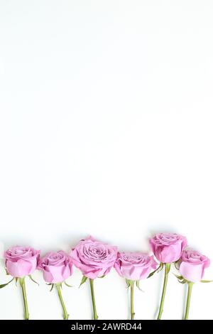 Rose rose rose rose fleurs sur fond blanc. Composition florale, plat, vue de dessus, espace de copie Banque D'Images