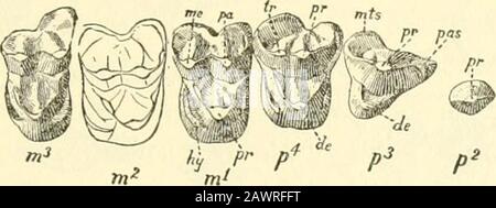 Collections diverses Smithsonian . Fig. 6.—Éthonyx acutidens Cope: Gauche M2 et Ma (MATIN 4807), typeespecimen, occlusale et vues latérales, X i- cabine perdue bas Eocène, Wyoming. Fig. 7.—Éthonyx acutidens Cope: Dentition supérieure droite (MATIN 4808),vue occlusale, X i- cabine perdue basse Eocène, Wyoming. Rivière. Cependant, seul E. acutidens a été enregistré à partir des lits Lost Cabin, et le matériel connu de Lysitelocatities peut inclure E. bisulcatus et E. acutidens. Parmi les spécimens les plus significatifs de E. acutidens, en plus des deux recueillis par Wortman et Banque D'Images