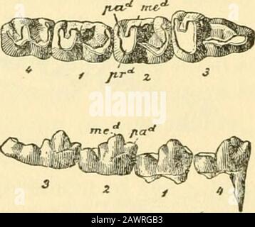 Collections diverses Smithsonian . Fig. 2.—Éstonyx haulcatus Cope: A, dentition supérieure gauche (P^ tiré du côté droit) et mâchoire inférieure (dessin inversé du côté droit), vue latérale;b, partie symphysiologique de la mâchoire inférieure, vue inférieure (MATIN N° 4275), X !•Gray Bull Lower Eocène, Wyoming. Fig. 3.—Éthonyx hisulcatus Cope: Dentition inférieure (MATIN N° 4276), vues multilingues occlusaland, X i- Gray Bull Lower Eocene, Wyoming. Horizons fossilifères de l'Almagre et du Largo du Nouveau-Mexique, et du Sand Coulee à travers le Gray Bull au Lysite de Wy-oming et le Lysite équivalent au Colorado. E Banque D'Images