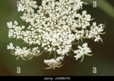 Petites fleurs blanches en fleurs Banque D'Images