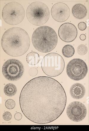 Atlas Der Diatomaceen-Kunde . Si Bmidts Diutoiu.-Atlas.. Vorläufige Erläuterungen zu A* Schmidts Atlas der Diatomaceenkiinde. Tafel 139. Tous les Abbildungen 660 mal vergrössert. 1. S. Monica (Thum), schwach gewölbt; die Flecken treten bei anderer Einstellung hervor; die feine Sculptur la guerre an einem anderen Ex. Schwach oder kaum zu sehen. Coscinodiscus incrétus A. S. 2. 3. Oaniaru (Weissfl.), schwach gewölbt, Coscinod. Micans A. S. 4. Bouchon d. g. H., matrice radiale«. Streifung stärker, als die diagonales; fraglich, 5. Oran (Griindl.). 6. Mors (Weissfl.), dur radial gestreift. 7. Cuxhaven (Weissfl.), Banque D'Images