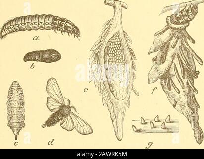 Rapport de l'Entomologiste d'État sur les insectes nuisibles et bénéfiques de l'état de l'Illinois . Temps ICL. La méthode habituelle de prévention recommandée est celle de déplacer à nouveau les plaquettes d'œufs à l'automne Les œufs sont pondus par le fémalesur la surface extérieure du cocon dont elle a émergé à juste titre, formant des objets très visibles sur les membres sans feuilles.Comme ils ne sont pas iiatch avant mai ou juin, ils peuvent être enlevés à tout moment en hiver ou au début du printemps. Sans doute, si cela a été négligé, la pulvérisation du feuillage pendant les mois de juin à septembre avec le vert de Paris ou le violet de Londres, Banque D'Images