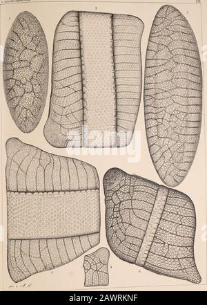 Atlas Der Diatomaceen-Kunde . Yorläufigue Erläuterungen zu amidts Atlas der Diatomaceenkunde Tafel 135. .4/ Abbildungen 660 fach vergrö Isthmia nervosa K. 1. Betsy Coven, Kerguelen (Janisch).2—4. Ohne Fundort (Thum). 5. Oumaru (Weissfl.) 6. S. Francisco (Gründl.) &gt; Sohmidtf« D^^Atla^. Vorläufige Erläuterungen Zu Schmidt Atlas Der Diatomaceenkiiido Tafel 136. Alh Abbildungen 660 fach vergrössert, 1. Ohne Fundort (Timm), Esthmia enervis E. 2. Befand sich auf einem Präp. Mit I. Lindigiana; fraglich. 3. Barbades (Joynson), weicht von den gewöhnlich vorkommenden Formen von I. enervis besonders Banque D'Images