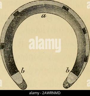 Chaussures de cheval et raquette : leur origine, leur histoire, leurs utilisations et leurs abus . il concavity de la sole.Il ne peut y avoir aucun doute quant aux avantages à gagner en utilisant des chaussures de cette description. Thesole est en partie soutenue, ainsi que l'ensemble de la croûte, par la surface plus large du métal, tandis que le surfacetoward plus étroit le sol affbres la sécurité de la bande de roulement. Pour les chevaux de calèche ou de selle, la chaussure de chasse anglaise, sur les sabots non mutilés, est excellente. Les chaussures de Hind, cependant, ne devraient pas avoir de calkins; pas plus ne devrait pas inder les chaussures d'orfore être épaissies vers les talons: C'est un Banque D'Images