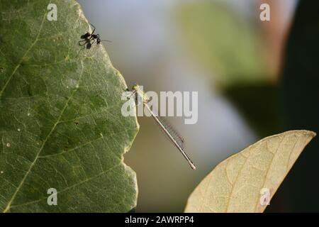 Gros plan d'un insecte noir fourmi et d'un insecte libellule vert prenant pour la santé l'un l'autre sur la feuille de fruits de mangue verte, les images d'insectes extérieurs Banque D'Images