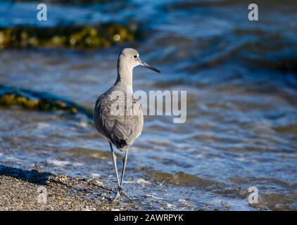 Un Willet (Tringa semipalmata) se baladant le long de la plage du golfe du Mexique. Galveston, Texas, États-Unis. Banque D'Images