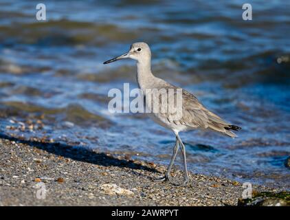 Un Willet (Tringa semipalmata) se baladant le long de la plage du golfe du Mexique. Galveston, Texas, États-Unis. Banque D'Images