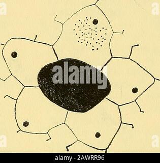 Collections diverses Smithsonian . , trigéminate; dans chaque zone porifère 35 paires de pores inspécimen 13,8 mm de diamètre, 42 dans l'échantillon 19,7 mm de diamètre, 12 COLLECTIONS DIVERSES SMITHSONIAN vol. 145 56 dans l'échantillon de 30 mm de diamètre; le nombre de tubercules primaires dans chaque ambuambulum varie de 7 dans un spécimen de 11,8 mm dans le diame-ter à 20 dans un spécimen de 33 mm de diamètre; une grande fosse dans l'eachambularum près du peristome (pi. 1, fig. 4) ; les tubercules primaires verylarge adoralement, mais considérablement réduit en taille et en nombre à ambitus. Inter ambulacra.âplates bas, 22 dans interambularum de spécien1 Banque D'Images