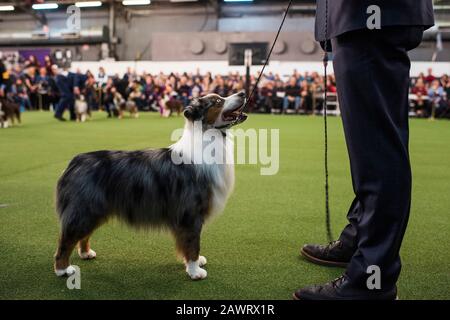 New York City, États-Unis - 9 février 2020: Berger australien avec maître en anneau pendant la présentation de chien, 144ème Westminster Kennel club Dog Show, Pier 94, New York City Banque D'Images