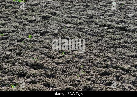 Sol labouré sur un champ agricole pour semis au printemps Banque D'Images