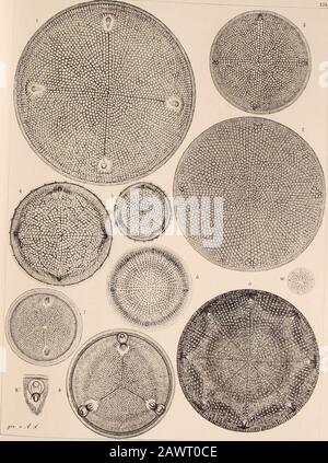 Atlas der Diatomaceen-Kunde . zu Ol l s Atlas dor Diatomaceenkunde Tafel 124. Alle Abbildungen 660 mal vergrössert, alh au Weissflogs Sammlung, 1. Richmond, nach Kittons Ansicht der echte Aulacodiscus Crux E., était auch Grunow für wahrscheinlich hält.-J. Oamaru, ganz flach, A. cellulosus Gr. &. St v. plana. 3. Oamaru, cf. Atlas 33, I. -., aber vor den Processen kein leerer Raum, nach dem Rande zu stark abgewölbt, Mittelzellen centrifuge, alle andern centripetal. Formulaire Fragliche 4. 5. Oamaru, A. subrimosus Grunow. 6. Oumaru. A. Huttonii tr. Et St. 7. Oamaru, Mitte ganz flach, nach dem Rande zu Banque D'Images