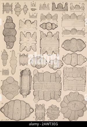 Atlas der Diatomaceten-Kunde . r Weg erscheinl mir &lt;&lt;v. dass wir, geleitet von einem durch öeissiges Beobachglichten geschulten [nstinete,eigenthümlich ausgeprägte Formen als besondere Arten auffassen, Zäfte, IT, zätgen und zätwert und verkauf und verwaltung und Verkauf von und Verkauf und Verwaltung und Verwaltung von Verwaltung und Verwaltung und Verwaltung und Verwaltung von Verkauf und Verwaltung von Ver Der Ausläufer nach dem Formgebiet verwandter Arten zu nach-weisen. Möglichst scharfes Unterscheiden stiftet wenigstens, selbst wenn es einmal übertrieben werden sollte, keinen Schaden.keine Verwirrrrung. Unsere Hauptaufgabe ist, überall die fest stehenden, wenn auch noch so verste Banque D'Images