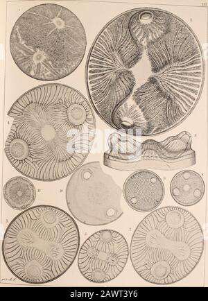 Atlas Der Diatomaceen-Kunde . Vorläufige Erläuterungen zu k Ol * 1 1 Schmidt Atlas der Diatomaceenkimde Tafel 117. Alle Abbilgi dimn 660 mal vt rgrö 1. Mälir. Tegel (Thum), Bicentrale Abnormität von üinem Actinoptycnus. -. :{. Oamaru (Thum), Auliscus Oamaruensis Grove &. 4 À 7. Mejillones, Bolivie (Witt), nach Grunows Ansicht A. tligan E., nach Witt A. sculptus var. Permagna 8. Brunn, A. Normanianus Grev. 9 Monterey, Eupodiscus oculatus Grev.; vielleicht richtiger unter I-.ii.ktiili-cii- zu stellen. 10. Szent Peter, Auliscus Pulvinatus Couve. 11. Pitié De Croissant (Joynson), Glyphodiscus Stellat Banque D'Images
