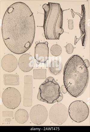 Atlas Der Diatomaceen-Kunde . Vorläufige Erläuterungen zu chmidts Atlas der Diatomaceenkunde Tafel 116. ?Ö^F Wo keine besondere Angabe der Vergrößerung beigefügt ist, sind &gt;l» Abbildungen durchweg 660 fach vergrössert 1—3. Xmdsce (Timmi. Cerataulus turgidus E. 4. Virginie (Grunow), Huttonia Reichardtii Grunow Var? 5.6. Cuxhaven, Cerataulus Smithii Ralfs. 7. Spitzbergen (Gründl.), nach GrunoVs Mittheilung «lin (erat, marginatus Grove & St. hähnlich. 8—11. Portorico, C. laevis (E.) Roper var. thermalis Grunow. 12. Point Éléphant. C. laevis var 13. Hudson (Eulenstein, Diät. Sp. Type 10), C. Banque D'Images