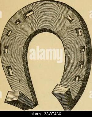 Chaussures de cheval et raquette : leur origine, leur histoire, leurs utilisations et leurs abus . chaussures à talons, pour permettre aux parties postérieures du hoofsde venir en contact avec le sol; Et aussi employer des chaussures avec des clips à l'intérieur des angles des talons à l'inflexion de la corne, nommés les barres, afin d'appuyer vers l'extérieur - un mode d'expansion encore très commun sur le Das Kleine Rossarzbineichlein. Benedig, 1542. Von und Verwaltung von der und Verkauf von Wertschrichten und Verwaltung und Verkauf von Wertschrichten und Verwaltung und Verwaltung. Tegernsee, 1577. ^ Buech von der Rossarzney, etc Augsbourg, 1588. * Deir Anatomia e dell Infirmita dell Cavallo. Bologne, 159 Banque D'Images