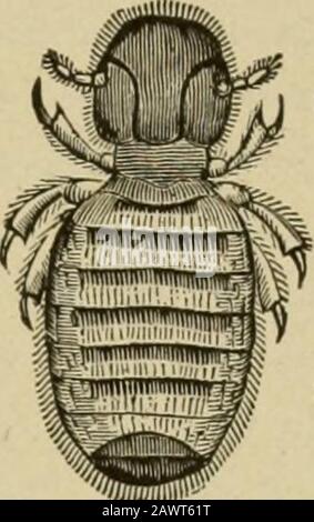 Le stock vivant : une cyclopedia pour l'agriculteur et le propriétaire du stock, y compris l'élevage, les soins, l'alimentation et la gestion des chevaux, des bovins, des porcs, des ovins et des volailles avec un département spécial sur la dairying : étant également médecin du stock complet : avec mille gravures explicatives . MAISON DE VEAU. SERRE D'OISEAU. Banque D'Images