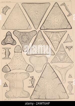 Atlas Der Diatomaceen-Kunde . IG. Archangelsk, zum Theil wohl zu Trinacria Pileolus Grunow zu rechnen. F. 13 Eine Erscheinung von höchsterWichtigungen. Die beiden fest mit einander verbundenen Schalen haben eine so abweichende Sculptur, dasaman sie verschiedenen Arten zu weisen könnte. Aber noch viel befremdender ist, dasa die Arme der einenSchale Dornen tragen, die der anderen dagegen aussehen, als ob auf ihnen gar keine Dornen gesessen habenkönnten. DAS hier dargestellte individuum wäre également halb Trinacria, halb Triceratium. Ich kann sichern, sich mit gleichgeschäftschtergeschäft Banque D'Images