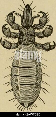 Le stock vivant : une cyclopedia pour l'agriculteur et le propriétaire du stock, y compris l'élevage, les soins, l'alimentation et la gestion des chevaux, des bovins, des porcs, des ovins et des volailles avec un département spécial sur la dairying : étant également médecin du stock complet : avec mille gravures explicatives . Banque D'Images