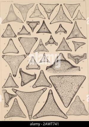 Atlas der Diatomaceten-Kunde . eigt, dasselbe als zartérie forme von Trin. Grevillei (T. 1H 6) aufzufassen, aber ich haber hier keine Spur von grösseren vorspringenden Hörnern bemerkt.3—7. Archangelsk, Trc. Ventriculosum A. S.Witt pari nicht, diese Formen von der stark variirenden Trin. Insipiena zu trennen; Grunow rechnet Bie gleichfall zu Trinacria.8—13. Archangelsk, Trique Blandum Witt. Grunow fassl diese forme als Trinacria Pileolus var. Seticulosa auf.14.15. Archangelsk; ob diese mit F. 9. 10. zusammen geworfen können, salaire ich noch nicht zu entscheiden.10. 17. Archangelsk, wohl auch zu Trin Banque D'Images